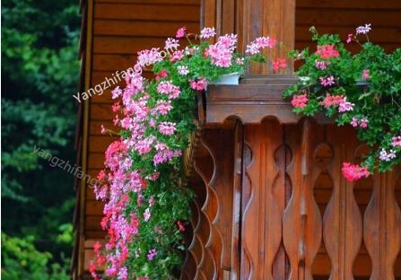 阳台种花养花方法和技巧，如何在阳台种花