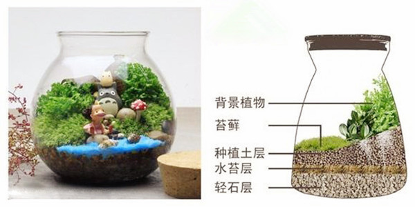 苔藓植物的种植方法