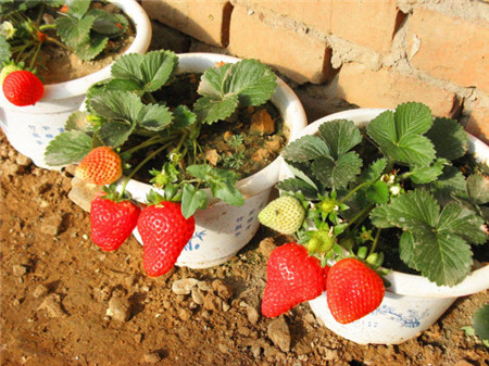 此外,在草莓的生长过程中,叶子不断的生长,需要及时的将老叶病叶等