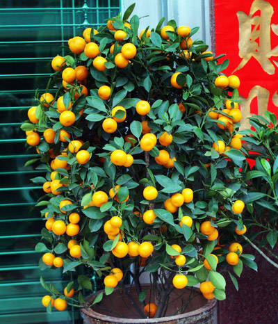 金橘、观赏金橘的养殖方法与注意事项