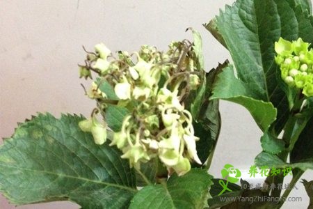 八仙花（绣球花）叶子发黄怎么办