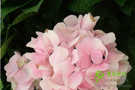 八仙花（绣球花）常见盆栽品种