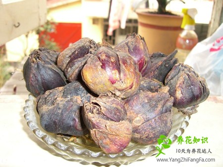郁金香水培花球腐烂了怎么办