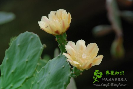 仙人掌变黄的原因是什么