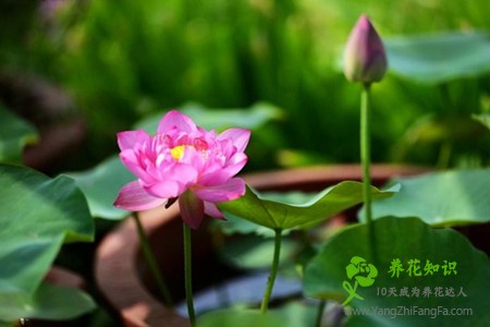 荷花种子怎么发芽