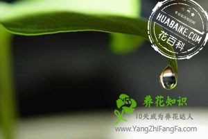 滴水观音叶子发黄的原因和预防办法