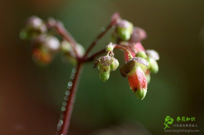 宫灯长寿花