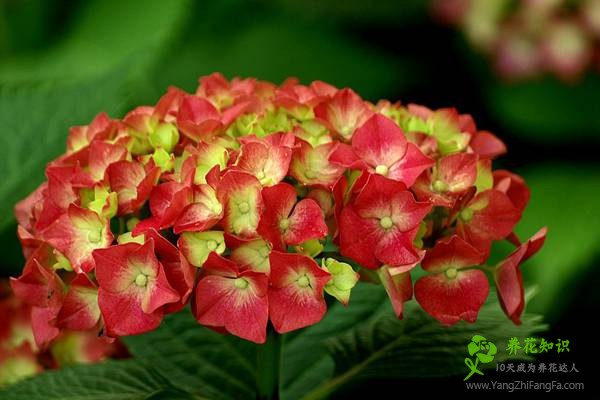 怎样让八仙花（绣球花）在春节开放