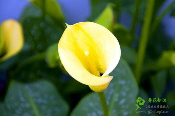 马蹄莲的花语是什么？