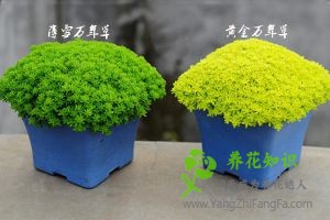 黄金万年草