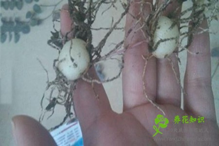 爱之蔓的土豆根有什么作用？