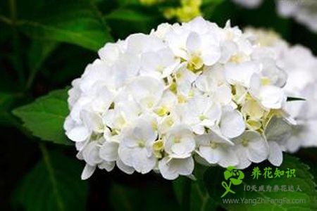 八仙花（绣球花）怎么不开花?