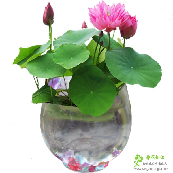 碗莲水里虫子的清理方法