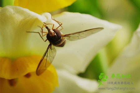 水仙花的虫害防治方法