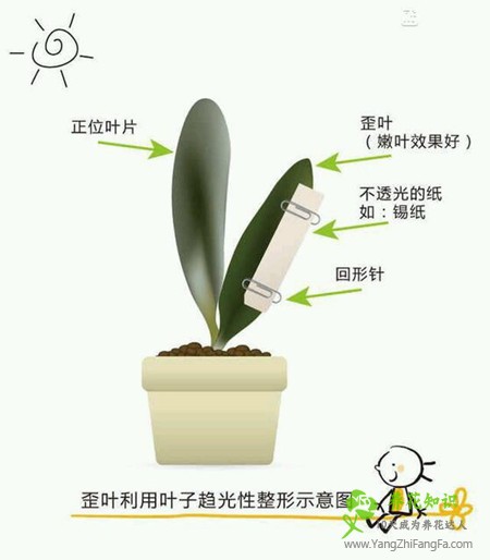 君子兰的养殖方法和注意事项