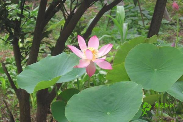 碗莲水里虫子的清理方法