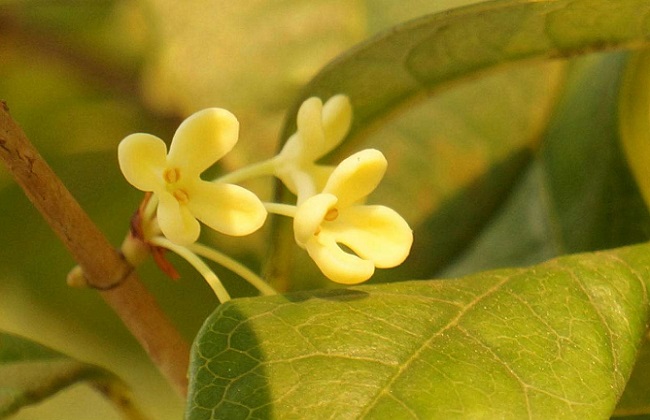 桂花叶子发黄怎么办？桂花叶子变黄如何补救？